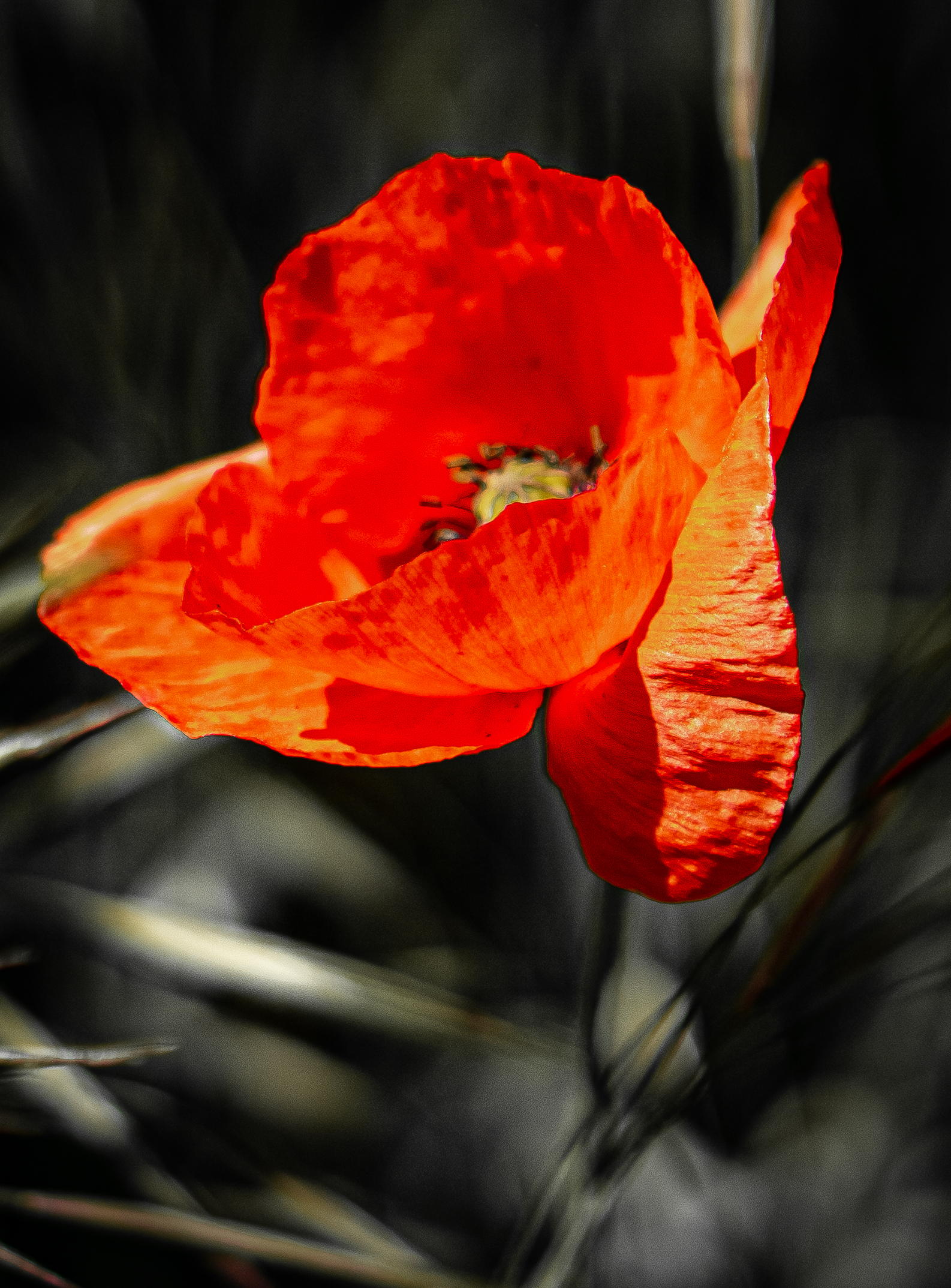 Poppy, Spong Woods